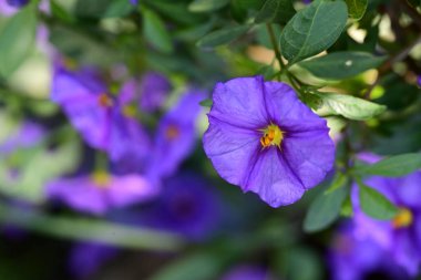 Bahçedeki güzel çiçekleri kapat. 
