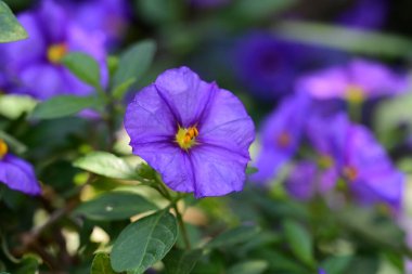 Bahçedeki güzel çiçekleri kapat. 