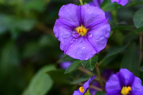 Крупним Планом Красиві Квіти Саду — стокове фото