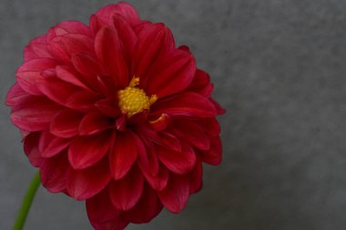 Koyu arkaplanda kırmızı yıldız çiçeği