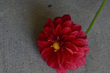 Gri arkaplanı olan kırmızı çiçek