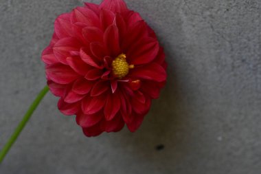 Gri bir arka plan üzerinde kırmızı çiçek