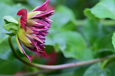 Bahçedeki güzel çiçeğe yaklaş. 
