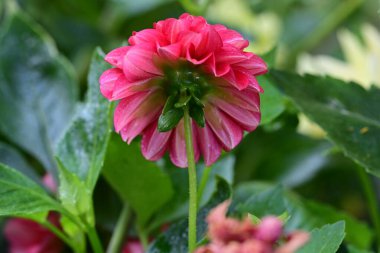 Bahçedeki güzel çiçeğe yaklaş. 