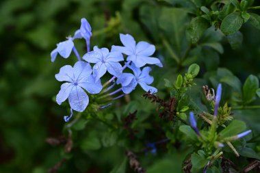 Bahçedeki güzel çiçekleri kapat. 