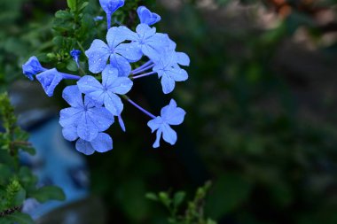 Bahçedeki güzel çiçekleri kapat. 