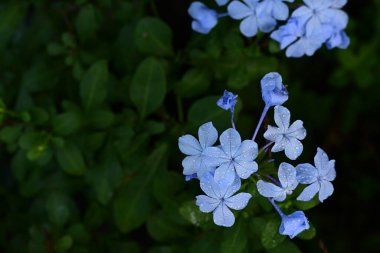 Bahçedeki güzel çiçekleri kapat. 