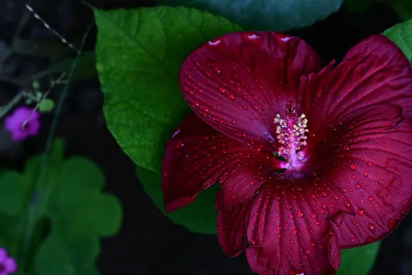 Zbliżenie Piękny Kwiat Ogrodzie — Zdjęcie stockowe