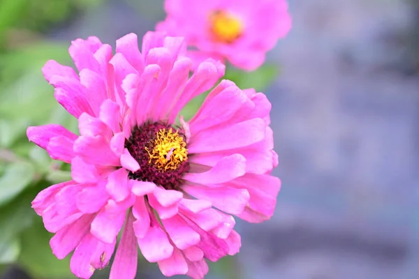 Nahaufnahme Von Schönen Blumen Garten — Stockfoto