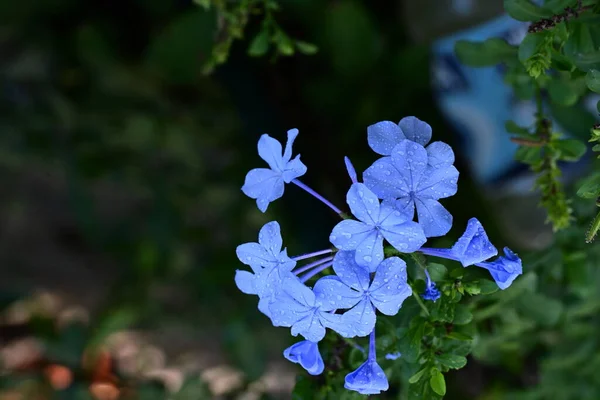 Κοντινό Πλάνο Των Όμορφων Λουλουδιών Στον Κήπο — Φωτογραφία Αρχείου