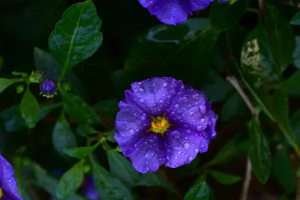 Bahçedeki Güzel Çiçekleri Kapat — Stok fotoğraf