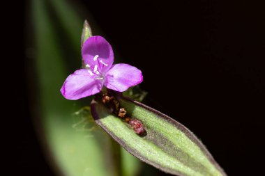 Bahçedeki güzel çiçeğe yaklaş. 