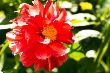 Bahçedeki güzel çiçeğe yaklaş. 