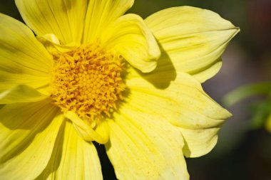 Bahçedeki güzel çiçeğe yaklaş. 