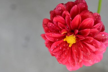 Güzel çiçeğe yakın, yaz konsepti.