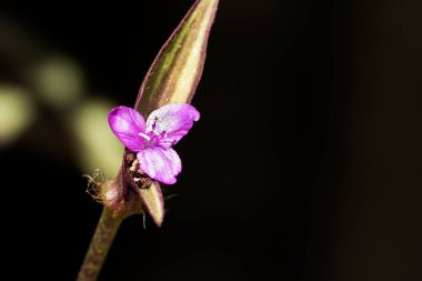 Bahçedeki güzel çiçeğe yaklaş. 