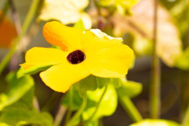 Bahçedeki güzel çiçeğe yaklaş. 