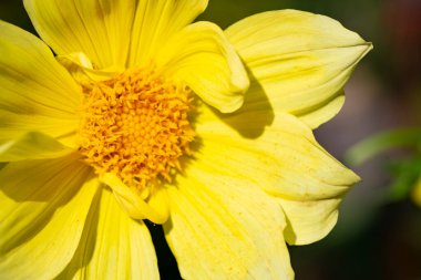 Bahçedeki güzel çiçeğe yaklaş. 