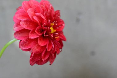 Güzel çiçeğe yakın, yaz konsepti.