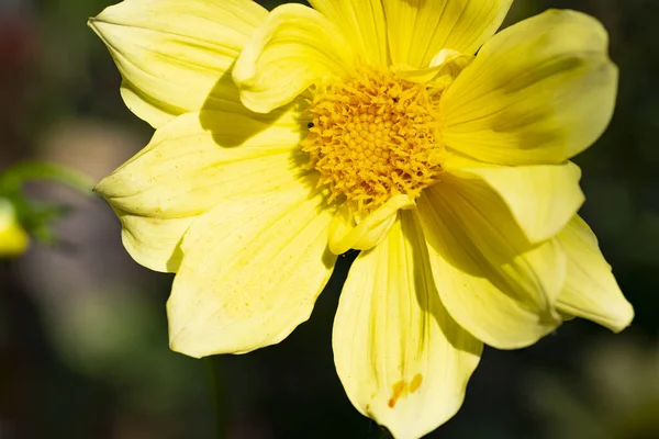 Zbliżenie Piękny Kwiat Ogrodzie — Zdjęcie stockowe
