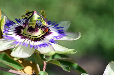 Bahçedeki güzel, parlak çiçek. 