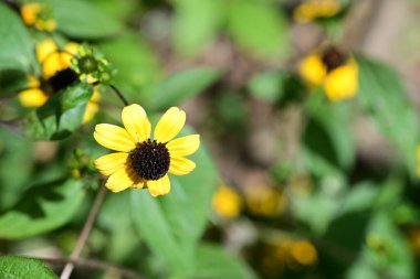 Bahçedeki güzel parlak çiçekler 