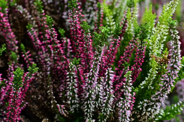 Красиві Яскраві Квіти Саду — стокове фото