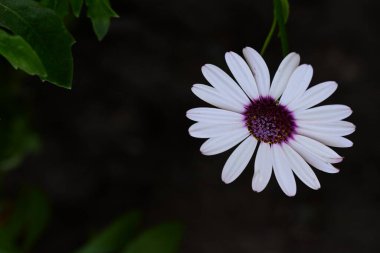 Bahçedeki güzel, parlak çiçek. 