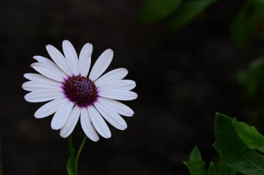 Bahçedeki güzel, parlak çiçek. 
