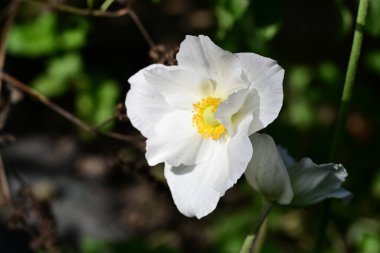 Bahçedeki güzel, parlak çiçek. 