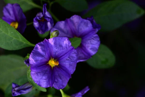 Lindas Flores Brilhantes Jardim — Fotografia de Stock