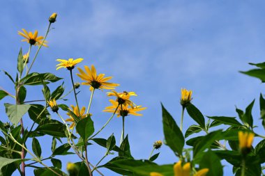 Bahçedeki güzel parlak çiçekler 