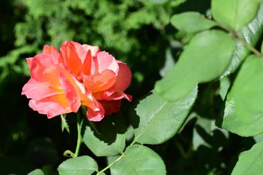 Bahçedeki pembe gül