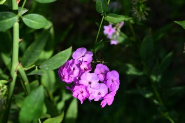 Bahçedeki güzel parlak çiçekler 