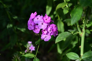 Bahçedeki güzel parlak çiçekler 