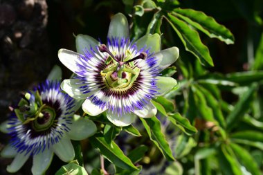 Bahçedeki güzel parlak çiçekler 