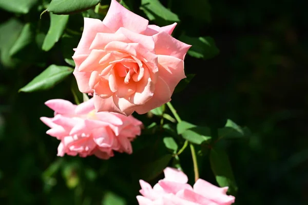 Rosas Rosadas Jardín —  Fotos de Stock
