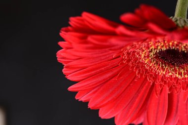 Koyu arkaplanda güzel Gerbera çiçeği