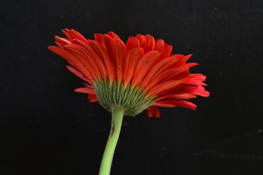 Koyu arkaplanda güzel Gerbera çiçeği