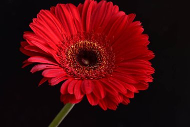 Koyu arkaplanda güzel Gerbera çiçeği