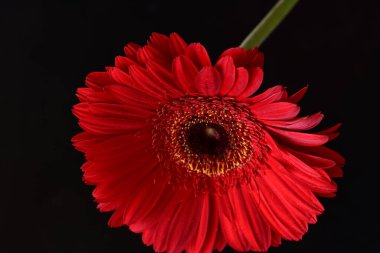 Koyu arkaplanda güzel Gerbera çiçeği