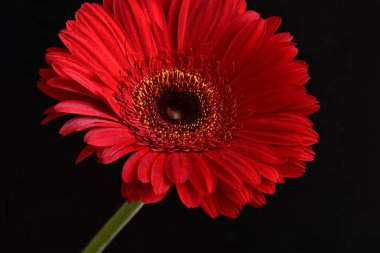 Koyu arkaplanda güzel Gerbera çiçeği