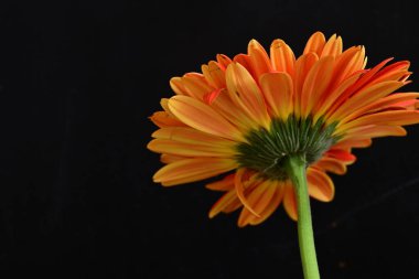 Koyu arkaplanda güzel Gerbera çiçeği