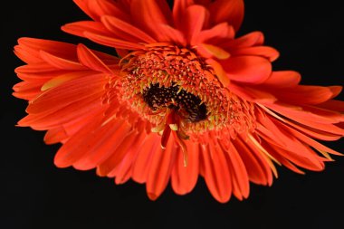 beautiful  gerbera flower on dark background