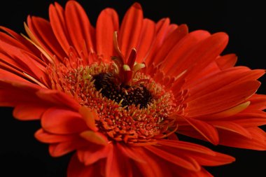 Koyu arkaplanda güzel Gerbera çiçeği