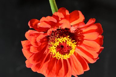 Koyu arkaplanda güzel parlak bir çiçek