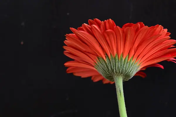 Όμορφο Λουλούδι Gerbera Σκούρο Φόντο — Φωτογραφία Αρχείου
