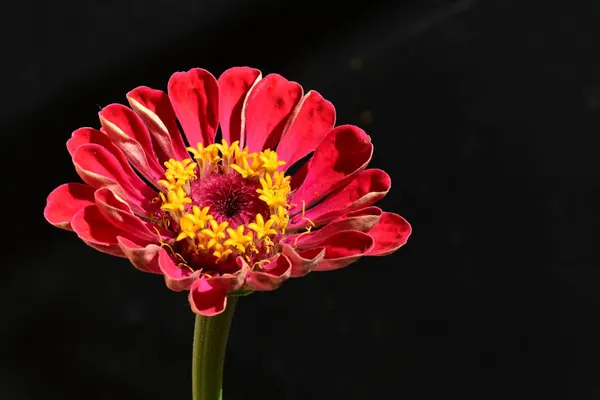 Красива Яскрава Квітка Темному Фоні — стокове фото