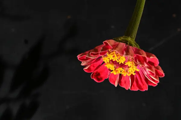 Hermosa Flor Brillante Sobre Fondo Oscuro — Foto de Stock