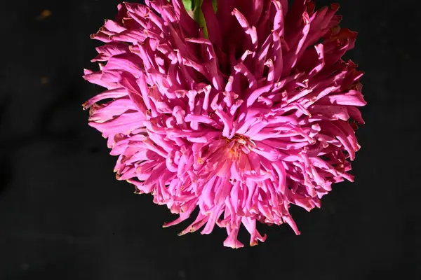Krásný Jasný Květ Tmavém Pozadí — Stock fotografie